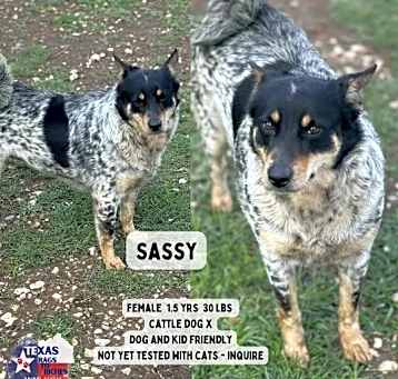 Photo of Sassy