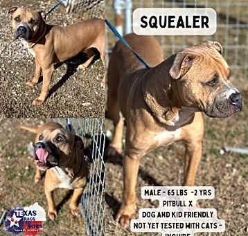 Photo of Squealer