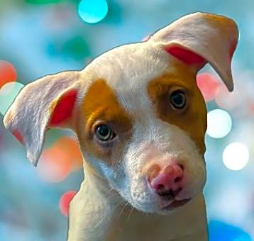 Photo of Dixie