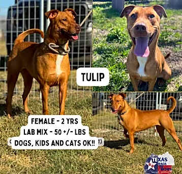 Photo of Tulip