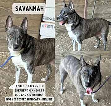 Photo of Savannah