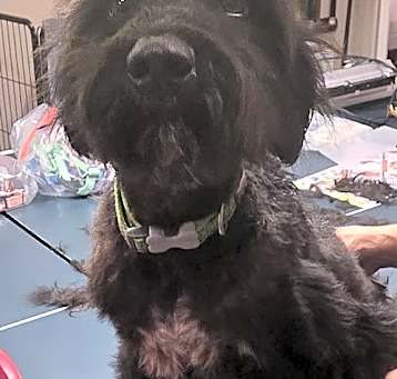Photo of Ash (in foster)