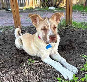 Photo of Bluey