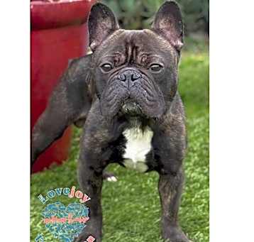 Photo of Bobo COH