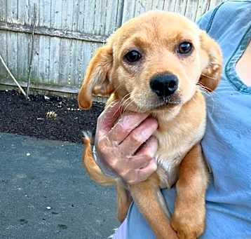 Photo of Buttercrunch