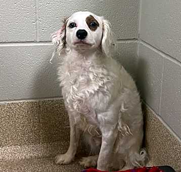 Photo of Pepperoni