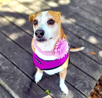 Photo of Jazz