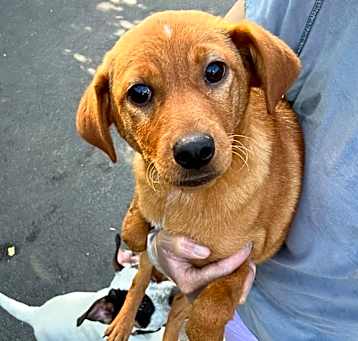 Photo of Cinnamon