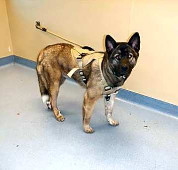 Photo of SIMON