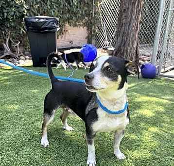 Photo of WISHBONE