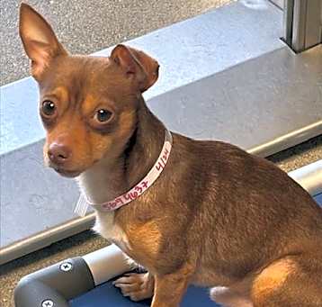Photo of CHOKO