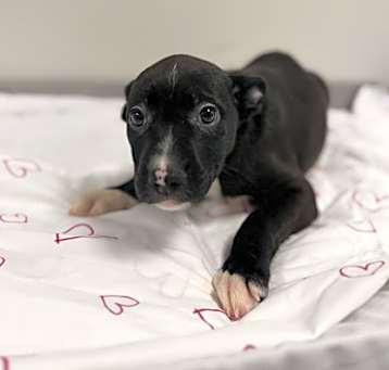 Photo of Sugar