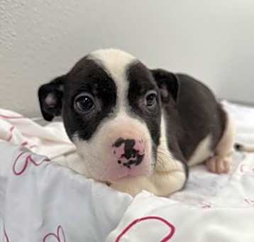 Photo of Buttercup