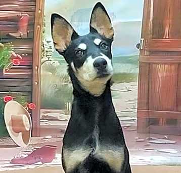 Photo of Arlo