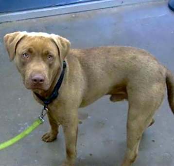 Photo of BUDDY
