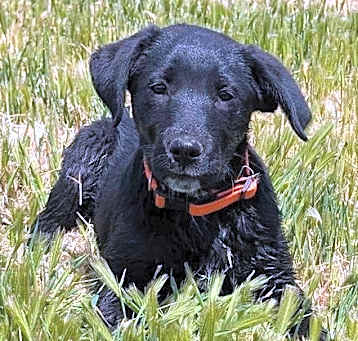 Photo of Huckleberry