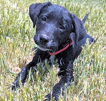 Photo of Pippi