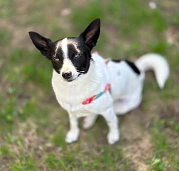 Photo of Ripcord