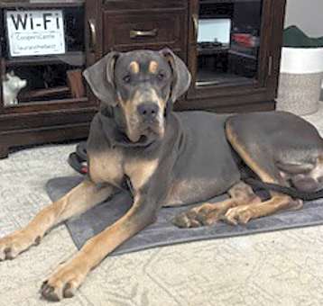 Photo of Sampson