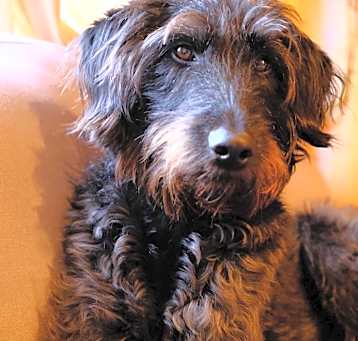 Photo of Piper