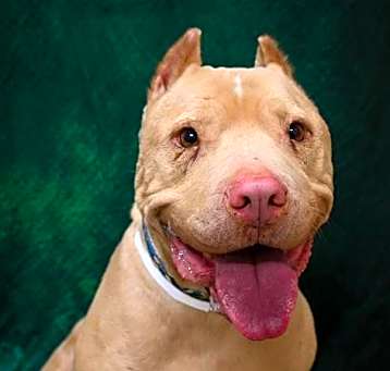 Photo of Lugnut