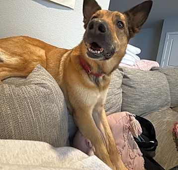 Photo of Koda