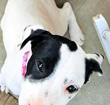 Photo of Tallulah