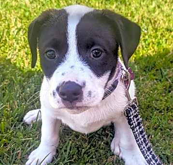 Photo of Koda