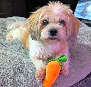 Photo of Bailey