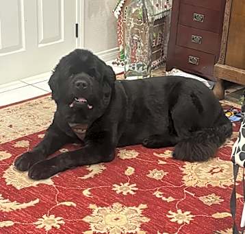 Photo of Thor