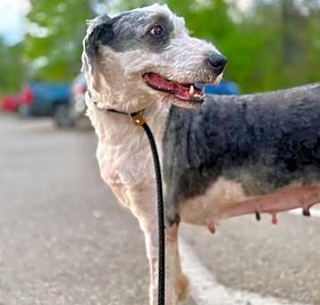 Photo of Pip