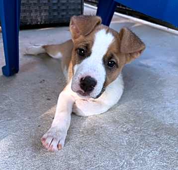Photo of Athena