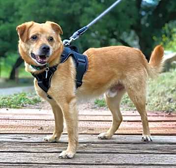Photo of Apollo