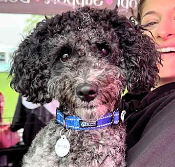 Photo of Oreo