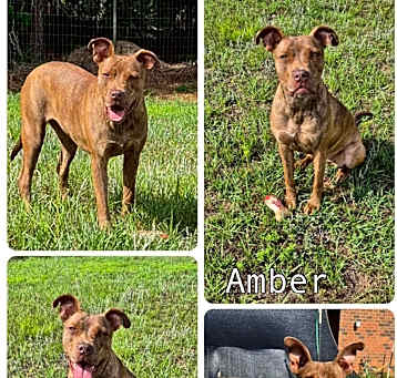 Photo of Amber