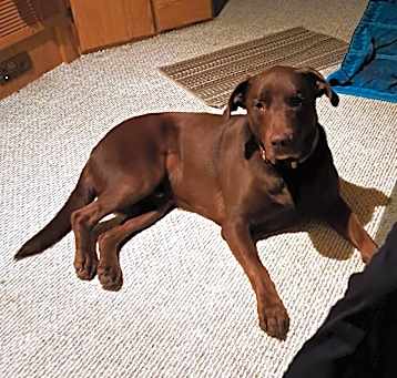 Photo of Harvey
