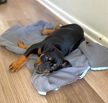 Photo of Daisy (C000-254) - Costa Mesa Location