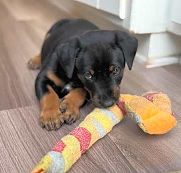 Photo of Duke C000-255 *Available 5/17* Costa Mesa Location