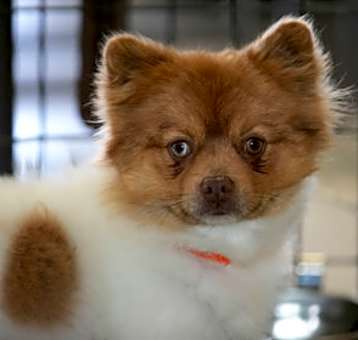 Photo of Hank