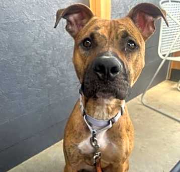 Photo of Pickles