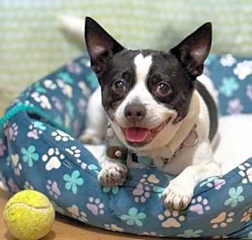 Photo of Patches