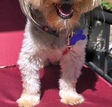Photo of Taz