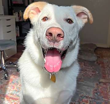 Photo of Cowboy