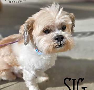 Photo of Sig