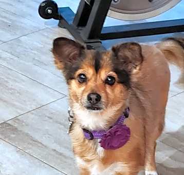 Photo of Cookie