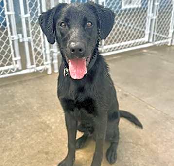 Photo of Dodge