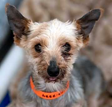 Photo of Tuffy