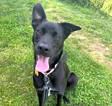 Photo of Tiki