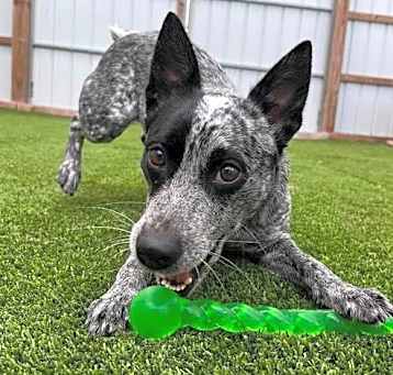 Photo of Chessie