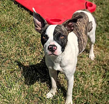 Photo of Tequila